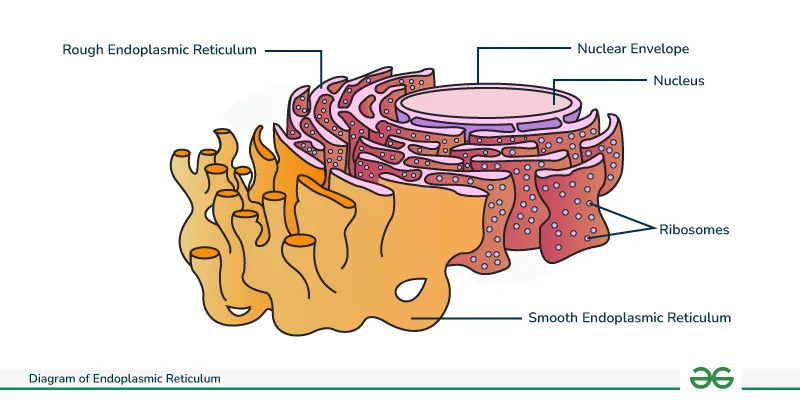 Endoplasmic reticulum